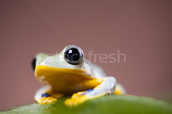Egzotik kurbağa Endonezya yeşil tropikal hayvan Stok fotoğraf © JanPietruszka