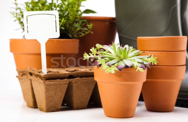Assorted gardening, vivid bright springtime concept Stock photo © JanPietruszka