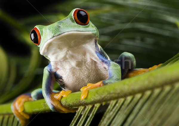 Flying Frog in the jungle on colorful background Stock photo © JanPietruszka