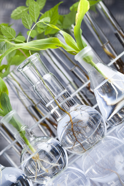 Chimie équipement plantes laboratoire expérimental verre Photo stock © JanPietruszka