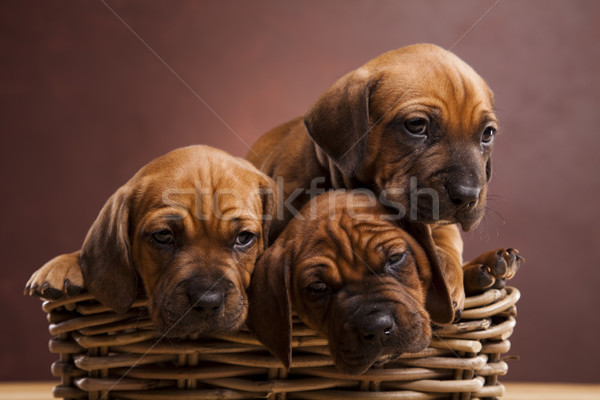 Chiots osier panier peu chien bébé Photo stock © JanPietruszka
