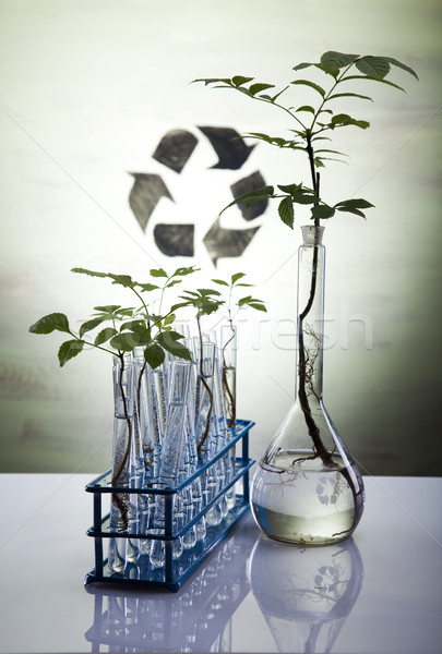 Eco laborator natură medicină plantă laborator Imagine de stoc © JanPietruszka
