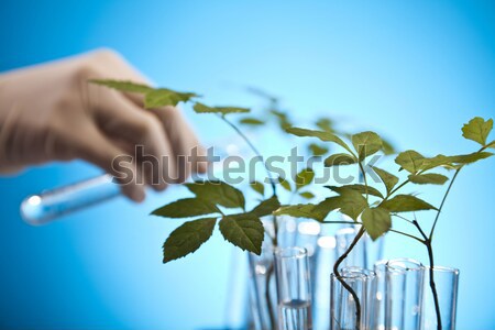 Ecology laboratory experiment in plants Stock photo © JanPietruszka