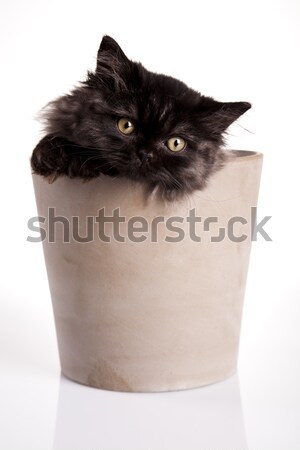Kicsi kiscica szem macskák állat gyönyörű Stock fotó © JanPietruszka