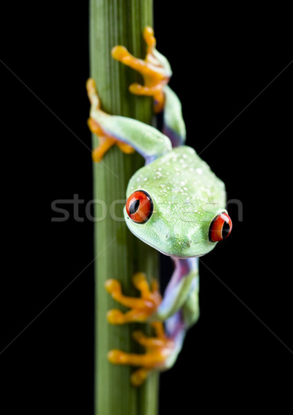 Zdjęcia stock: Egzotyczny · żaba · kolorowy · charakter · czerwony · tropikalnych
