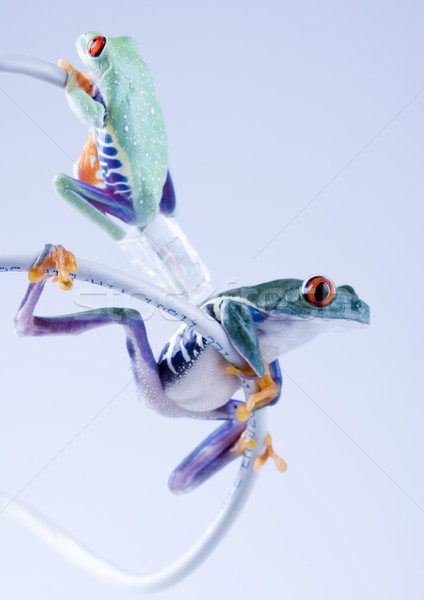 Exotic frog on colorful background Stock photo © JanPietruszka