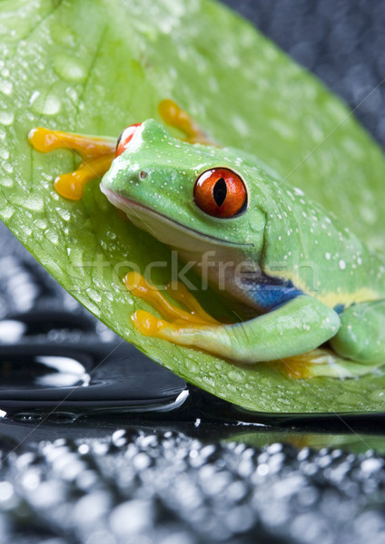 [[stock_photo]]: Grenouille · jungle · coloré · nature · rouge · tropicales