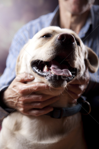Cão labrador retriever cara retrato animal cachorro Foto stock © JanPietruszka