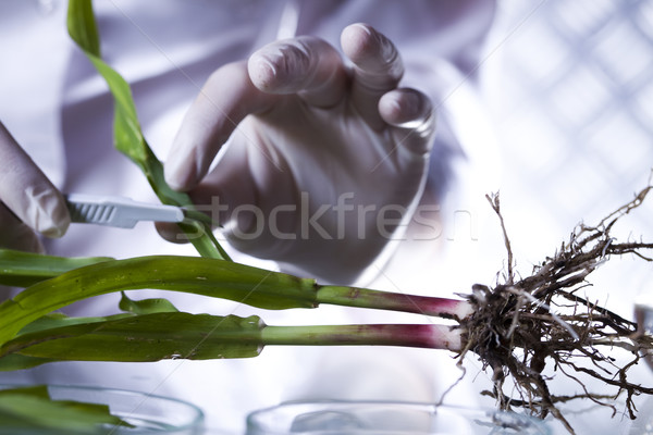 Chimie équipement plantes laboratoire expérimental médicaux Photo stock © JanPietruszka
