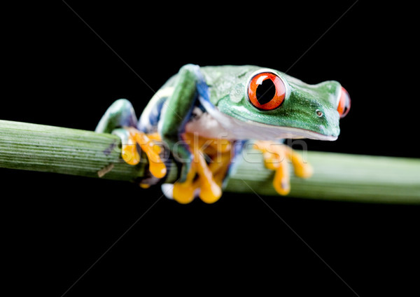 Red eye tree frog on leaf on colorful background Stock photo © JanPietruszka