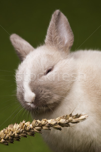 Lapin lapin de Pâques Pâques bébé herbe drôle [[stock_photo]] © JanPietruszka