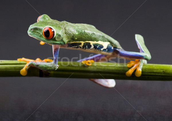 Stock photo: Tree frog on colorful background
