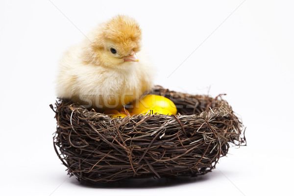 Stock photo: Chick and Egg