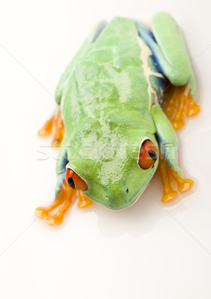 Red eye tree frog on colorful background Stock photo © JanPietruszka