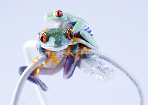 商業照片: 異國情調 · 青蛙 · 性質 · 紅色 · 熱帶