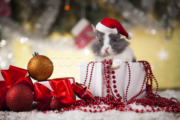 Urlaub Weihnachten bunny hat Geschenkbox Stock foto © JanPietruszka