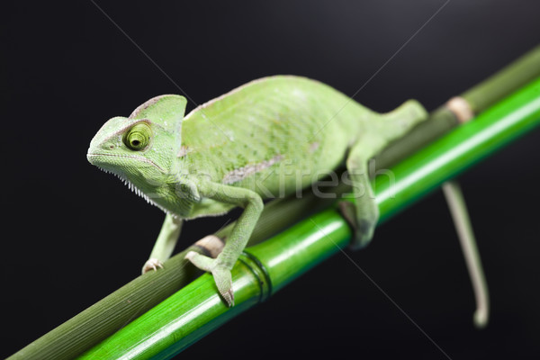 Lagarto familias camaleón cruz fondo retrato Foto stock © JanPietruszka