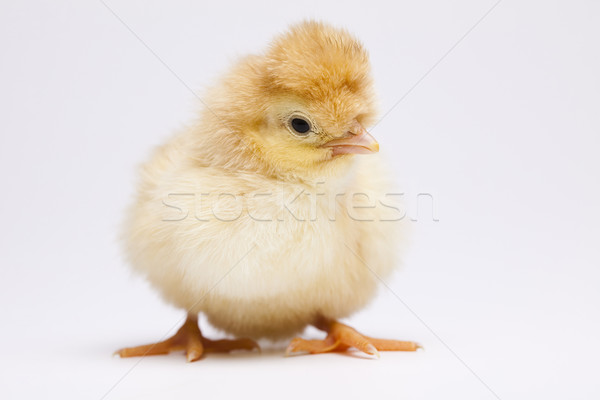 Cute little chick Stock photo © JanPietruszka