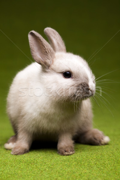 Lapin Pâques bébé herbe drôle animaux [[stock_photo]] © JanPietruszka