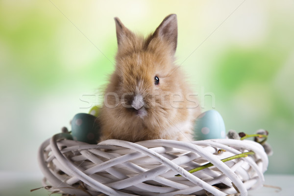 Baby bunny Ei funny Muster Tier Stock foto © JanPietruszka