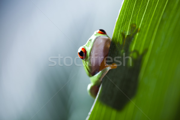 Tree frog Stock photo © JanPietruszka