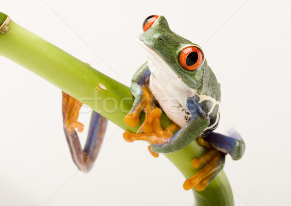 Red eye tree frog on colorful background Stock photo © JanPietruszka