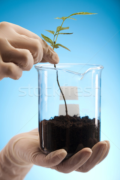 Stockfoto: Flora · laboratorium · natuur · geneeskunde · plant · lab