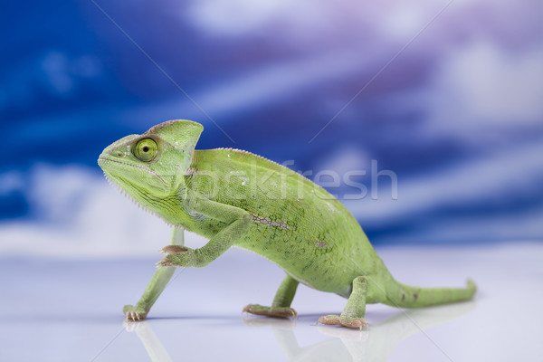 Lagarto familias camaleón cruz fondo retrato Foto stock © JanPietruszka