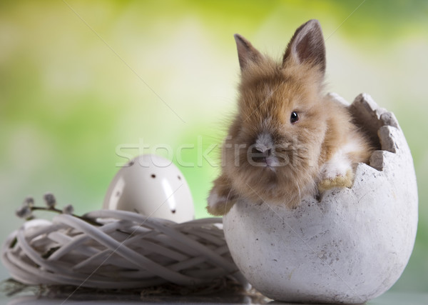 Conejo de Pascua huevo funny patrón animales dulce Foto stock © JanPietruszka