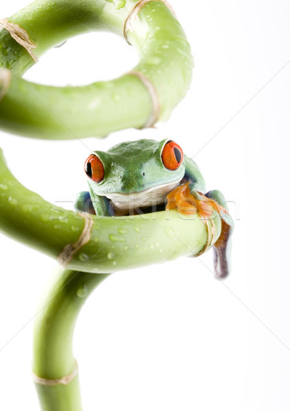 Red eye tree frog on colorful background Stock photo © JanPietruszka