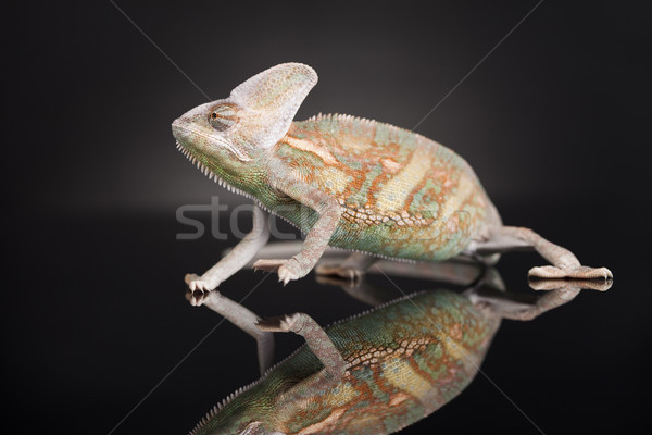Camaleão lagarto preto isolado espelho bebê Foto stock © JanPietruszka