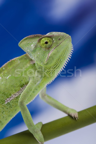 Chamäleon blauer Himmel Kreuz Hintergrund Porträt Tiere Stock foto © JanPietruszka