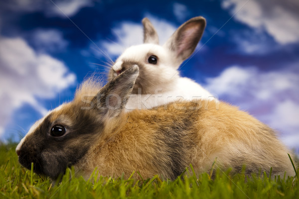 ウサギ 草 春 緑 バニー ストックフォト © JanPietruszka