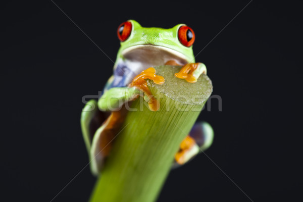 Zdjęcia stock: Egzotyczny · żaba · kolorowy · charakter · liści · czerwony