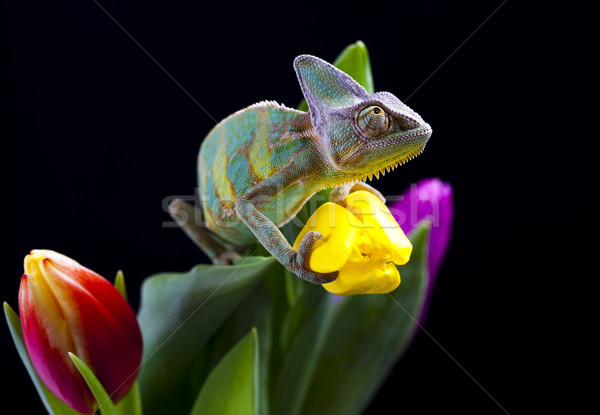 Camaleão brilhante exótico clima flor Foto stock © JanPietruszka