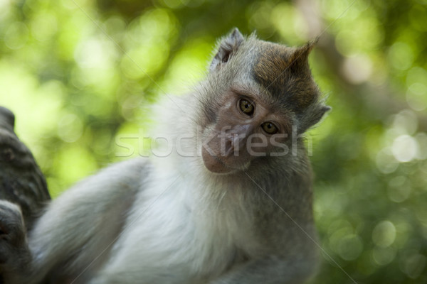 Monkeys, Bali Island, Indonesia, bright colorful vivid theme Stock photo © JanPietruszka