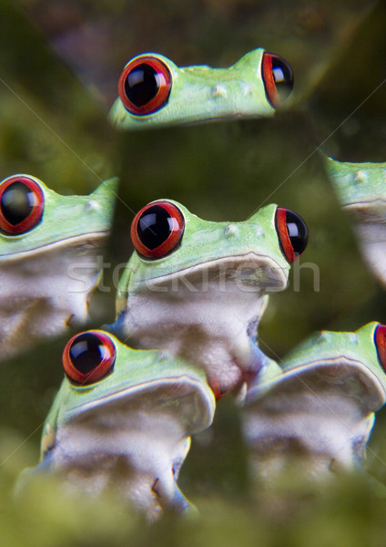 Rojo rana colorido naturaleza hoja Foto stock © JanPietruszka