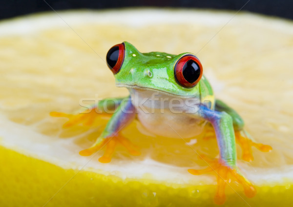 Rosso occhi colorato natura rana Foto d'archivio © JanPietruszka