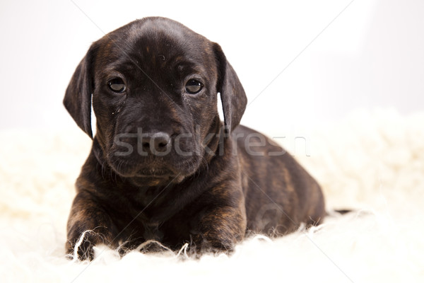 Weinig hond baby honden jonge verdriet Stockfoto © JanPietruszka