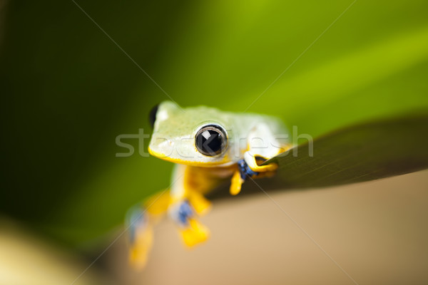 Frog Stock photo © JanPietruszka