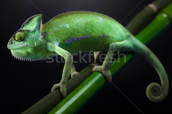 Chameleon Stock photo © JanPietruszka