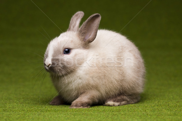 Bunny Stock photo © JanPietruszka