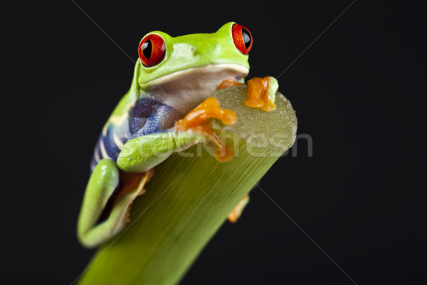 Stock photo: Exotic frog on colorful background