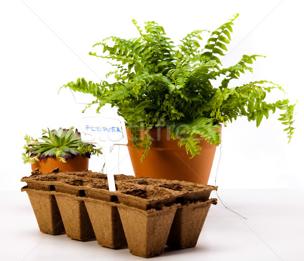 Spring garden, vivid bright springtime concept Stock photo © JanPietruszka