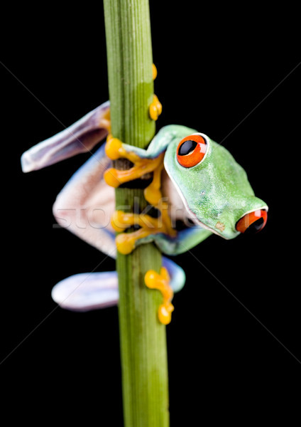 Red eye tree frog on leaf on colorful background Stock photo © JanPietruszka