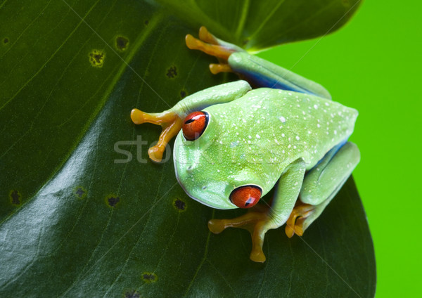 Stock photo: Frog in the jungle on colorful background