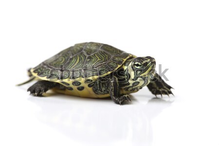 Turtle and carapace, egzotic natural tone concept Stock photo © JanPietruszka