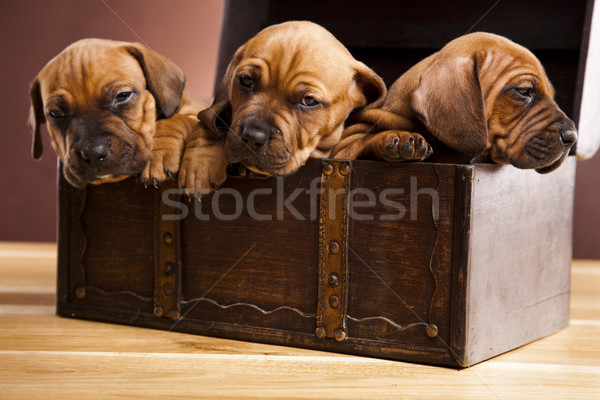 Puppies amstaff,dachshund Stock photo © JanPietruszka