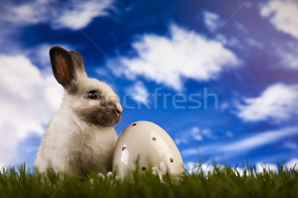 Baby bunny zielona trawa wesołych Świąt wiosną królik Zdjęcia stock © JanPietruszka