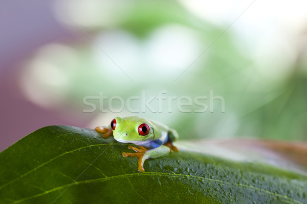 Stock photo: Red eye tree frog